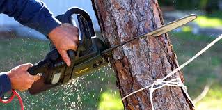 Best Firewood Processing and Delivery  in Piperton, TN