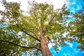Best Commercial Tree Services  in Piperton, TN