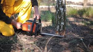 Best Organic Lawn Care Solutions  in Piperton, TN