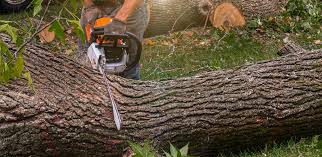 How Our Tree Care Process Works  in  Piperton, TN