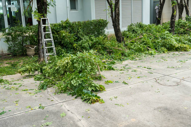 Best Stump Grinding and Removal  in Piperton, TN