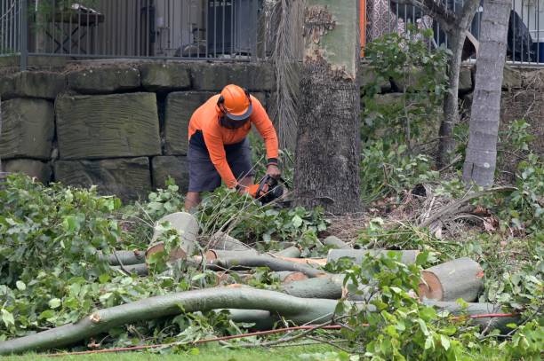 Best Tree Removal  in Piperton, TN